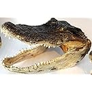 Real Genuine American Alligator Head - 5.5 inches - 6.5 inches (6.5 Inches)