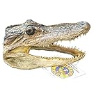 Genuine Alligator Head 6-7 Gator New Orleans Bayou